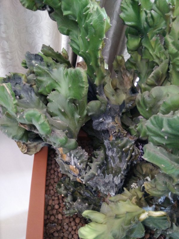 麒麟仙人掌没根能活吗