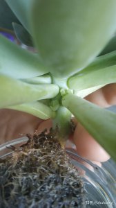 多肉没根能活吗 多肉植物是否不需要根就能存活？
