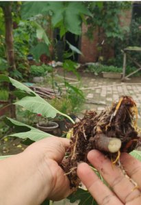 无花果没根能活吗 无根的无花果能存活吗？