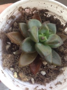 姬胧月叶子发软下垂原因及补救方法