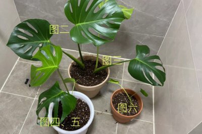 龟背竹叶子发软下垂原因及补救方法
