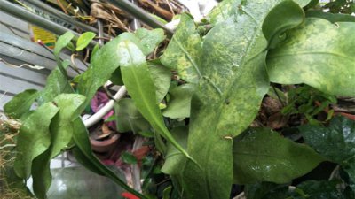 昙花叶子发软下垂原因及补救方法 昙花叶子下垂的原因及护理方法