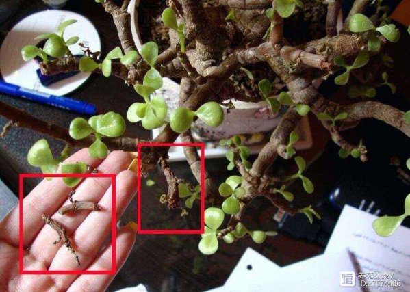 金苞花叶子卷曲原因与处理方法