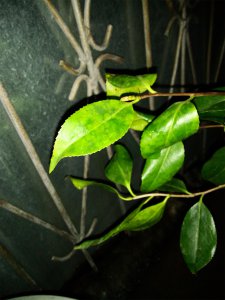 茶花叶子卷曲原因与处理方法 处理茶花卷曲叶子的原因和方法
