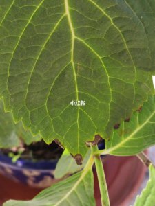 无尽夏叶子卷曲原因与处理方法 夏叶子无尽卷曲解决方法