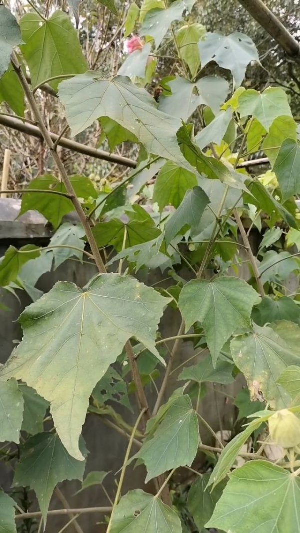芙蓉花叶子卷曲原因与处理方法