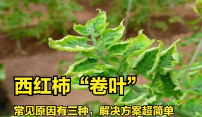 番茄叶子卷曲原因与处理方法 处理方法及原因番茄叶卷曲
