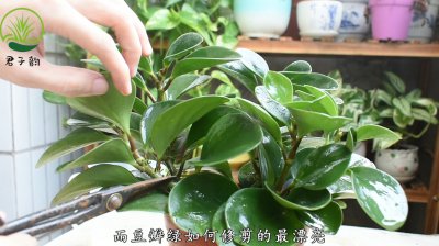 豆瓣绿叶子卷曲原因与处理方法 豆瓣植物叶子卷曲的成因与应对方式