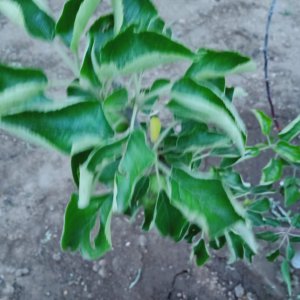 苹果树叶子卷曲原因与处理方法 苹果树叶卷曲的成因及处理方法