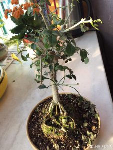 对节白蜡叶子发蔫原因及补救方法 白蜡叶子为什么会发蔫？如何解决？