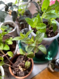薄荷叶子发蔫原因及补救方法 薄荷叶子枯萎的原因及解决方法