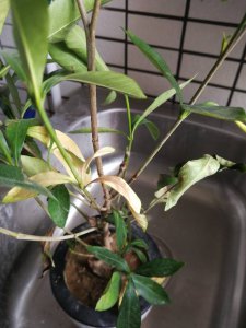 栀子叶子发蔫原因及补救方法 栀子树叶子变软的原因和解决方法