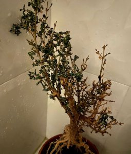 六月雪叶子发蔫原因及补救方法 六月雪发蔫原因及解决方法
