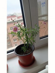 玛格丽特叶子发蔫原因及补救方法 玛格丽特植物叶子枯萎的原因及解决方法