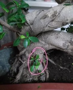 榕树叶子发蔫原因及补救方法 榕树叶子萎缩的原因及处理方法