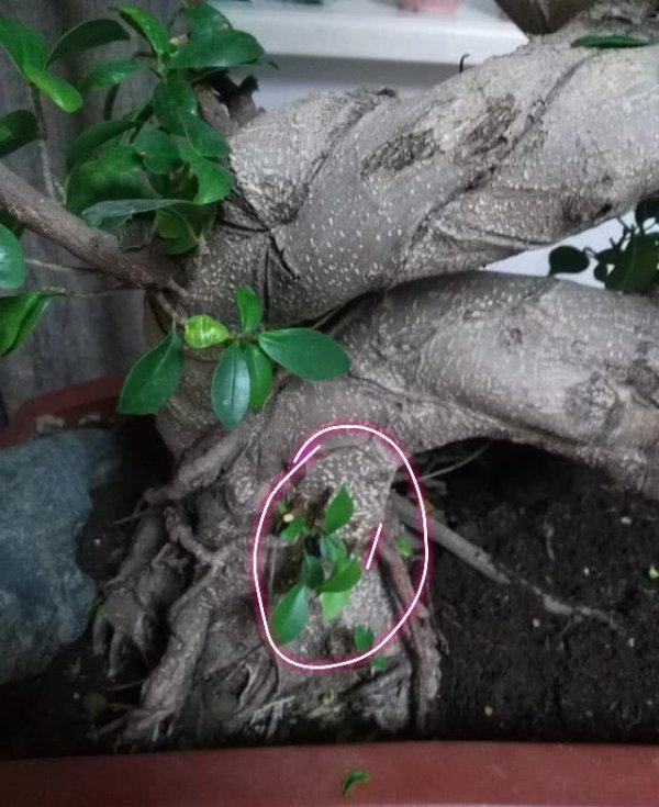 榕树叶子发蔫原因及补救方法
