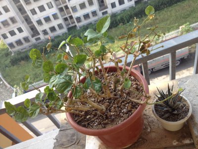 非洲茉莉叶子发蔫原因及补救方法 非洲茉莉叶子枯萎的原因和解决方法