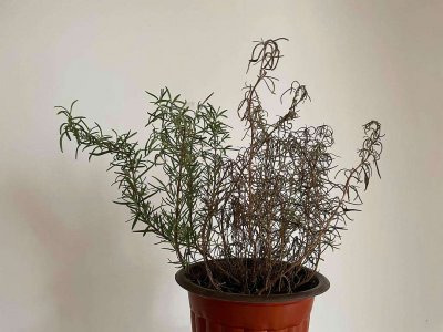 迷迭香叶子发蔫原因及补救方法 迷迭香叶子枯萎的原因和解决方法