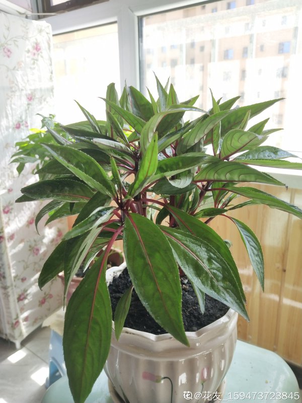 凤仙花叶子发蔫原因及补救方法