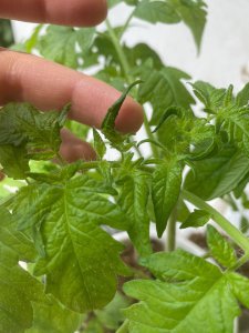 番茄叶子发蔫原因及补救方法 番茄植物叶子枯萎的成因和解决方法