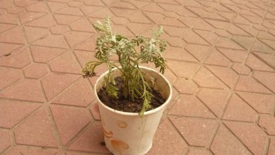 薰衣草叶子发蔫原因及补救方法 薰衣草叶子枯萎的原因及急救措施