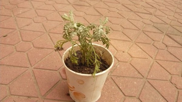 薰衣草叶子发蔫原因及补救方法