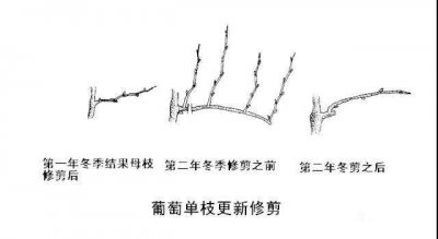 葡萄干枝原因与处理方法 处理葡萄干枝的原因及方法