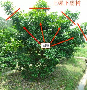 橘子树干枝原因与处理方法 橘子树干枝的成因及处理方法