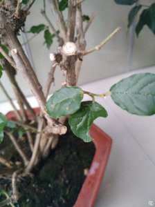 茉莉花干枝原因与处理方法 茉莉花干枝的成因及治理方法