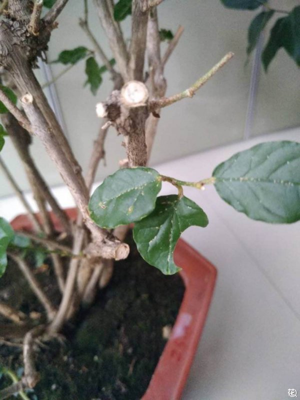 茉莉花干枝原因与处理方法