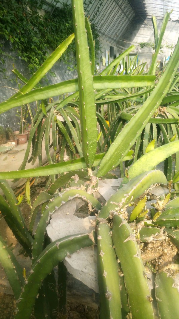 火龙果促花方法与人工催花技巧