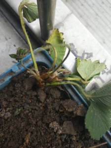 草莓叶子干枯原因及补救方法 草莓叶子枯萎的原因和解决办法