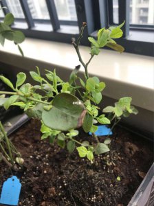 蓝莓叶子干枯原因及补救方法 蓝莓叶子枯萎的成因及治疗方法