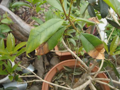 桂花叶子干枯原因及补救方法 桂花叶子干枯的原因和解决方法