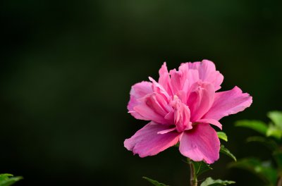木槿花冬天落叶吗 木槿花在冬季会掉落叶子吗？