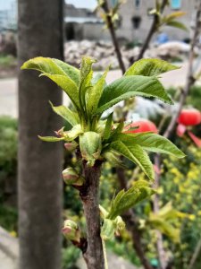 樱桃冬天落叶吗 樱桃树冬天会掉叶吗？