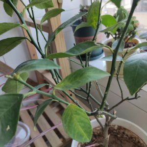 柠檬树冬天落叶吗 柠檬树在冬季会掉叶吗？
