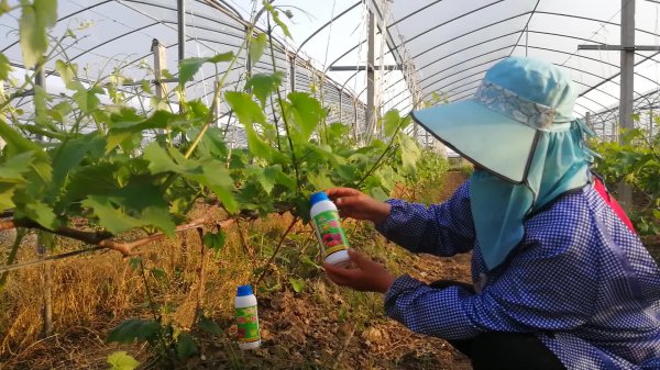 葡萄促花方法与人工催花技巧