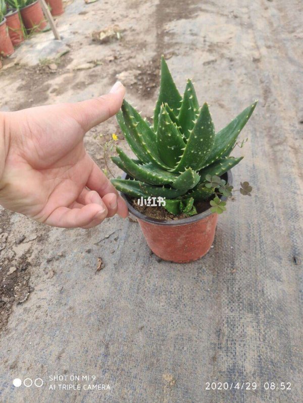 不夜城芦荟没根能活吗