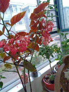 竹节海棠叶子发软下垂原因及补救方法