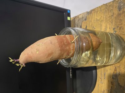 泡红薯为什么不开花 为什么泡红薯不开花？