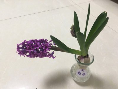 风信子为什么不开花 风信子为何不绽放花朵？