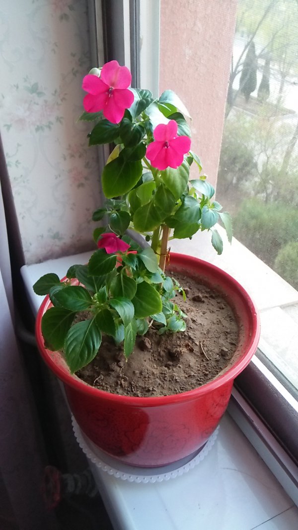 玻璃翠为什么不开花