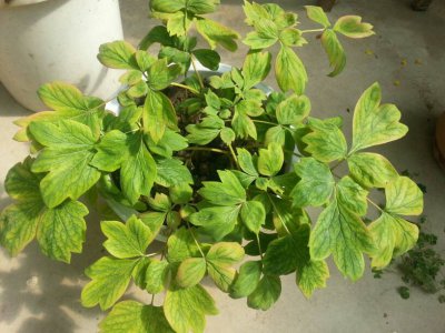 缠枝牡丹为什么不开花 为何缠枝牡丹不开花？