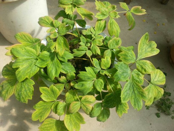 缠枝牡丹为什么不开花
