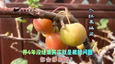 冬红果为什么不开花 冬红果为何不开花？