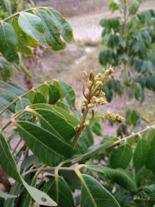 龙眼树为什么不开花 龙眼树为何不开花？