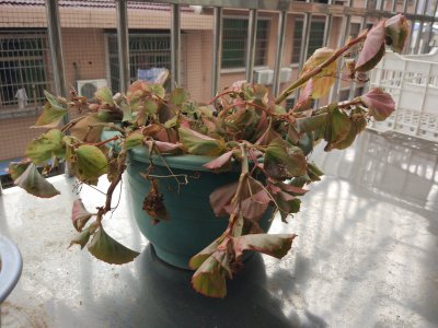 四季海棠为什么不开花 为何四季海棠不开花？