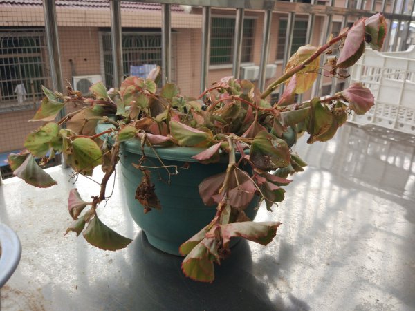四季海棠为什么不开花