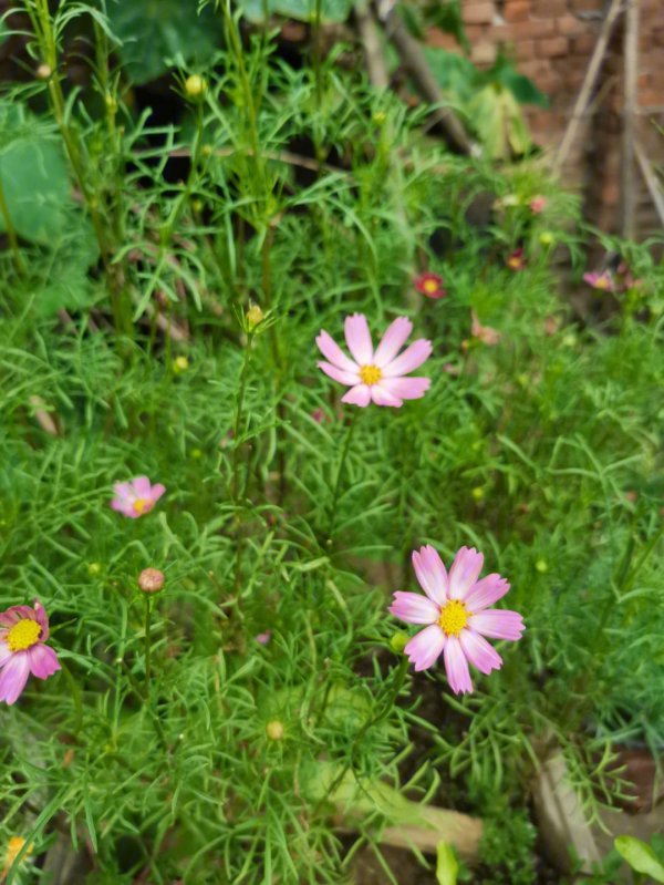 波斯菊为什么不开花